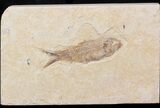 Bargain Knightia Fossil Fish - Wyoming #41139-1